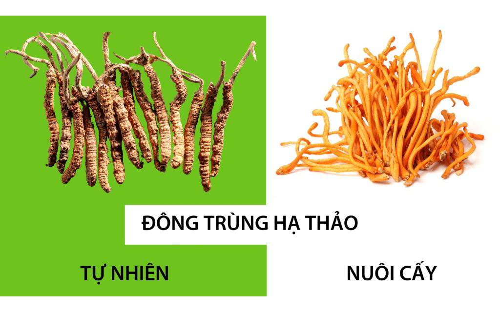 Nguồn gốc của Nấm Đông Trùng Hạ Thảo