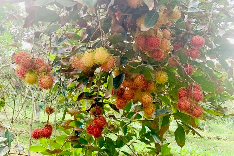 Thông tin chi tiết