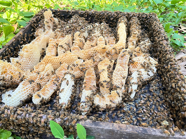 Thông tin chi tiết