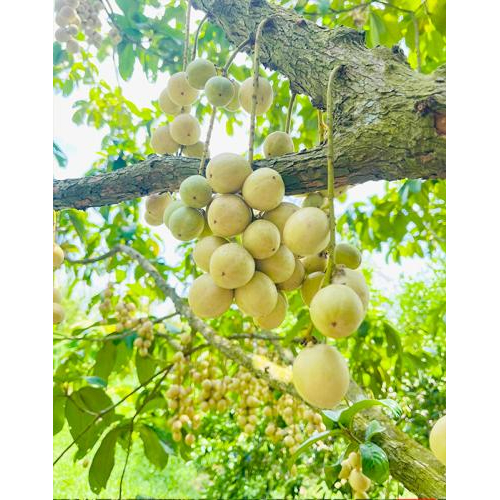 Thông tin chi tiết