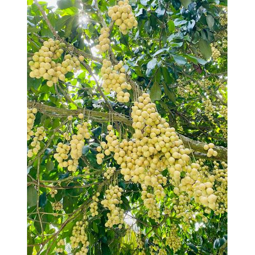 Thông tin chi tiết