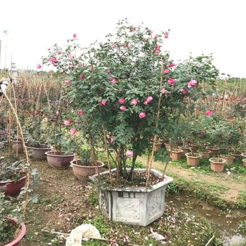 Huyện An Dương (Hải Phòng): Làng Hoa Cây Cảnh Kiều Trung Được Mùa Hoa Hồng