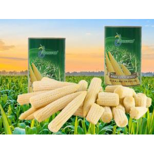 ANTESCO Canned Baby Corn In Brine 425g - Premium Vietnam