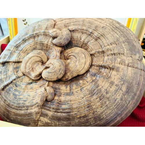 Nuong Farm Premium Organic Big Size Reishi Mushroom Whole Cap – 120g