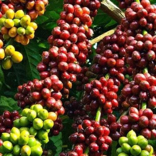 Cà Phê Đặc Sản Bù Đốp Gói 500g