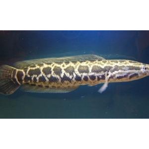 Công Ty Cổ Phần Thủy Sản Tâm Phương Nam